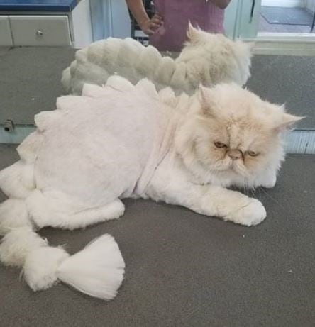 Catzilla: la nueva tendencia en cortes que deja a tu gato igualito a Gotzilla