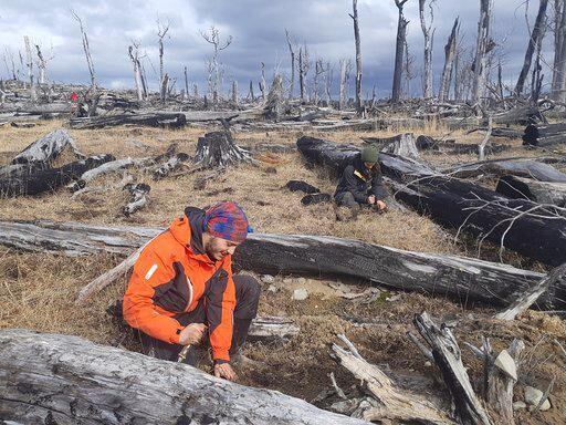 Reforetación en Tierra del Fuego