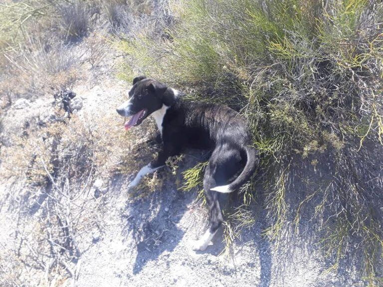 El perro estaba en la calle (web).