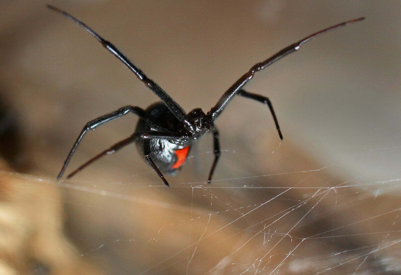 La picadura de la araña podría ser una metáfora de cómo nos sentimos heridos o afectados por algo en nuestra vida.