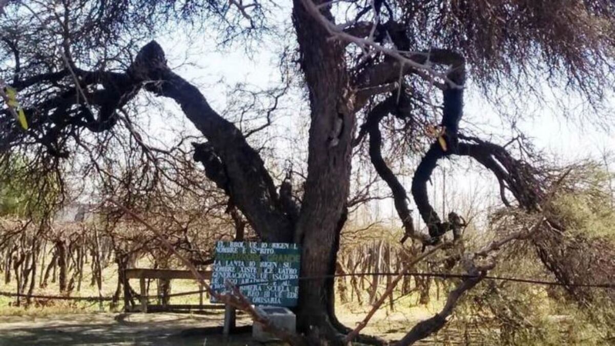 Un árbol de más de 170 años es el nuevo atractivo turístico de Junín