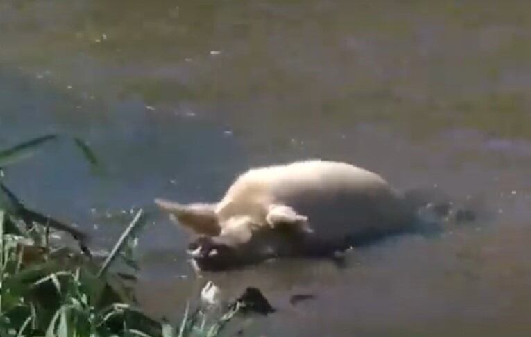 El chancho apareció tras una abrupta crecida del causal del arroyo Ludueña. (Captura de pantalla)