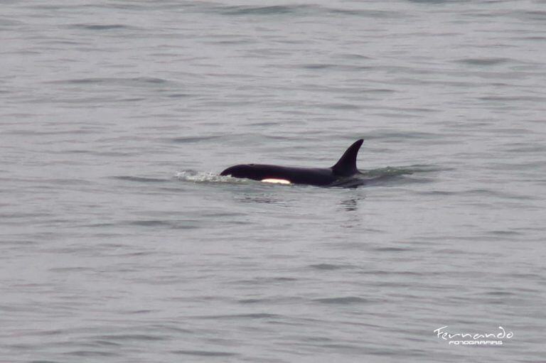 Orcas en Río Negro (Diario Río Negro)