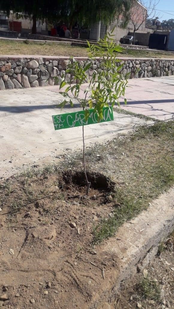 Escuela Rodolfo Carmona: Plantarán cien arboles por sus cien años