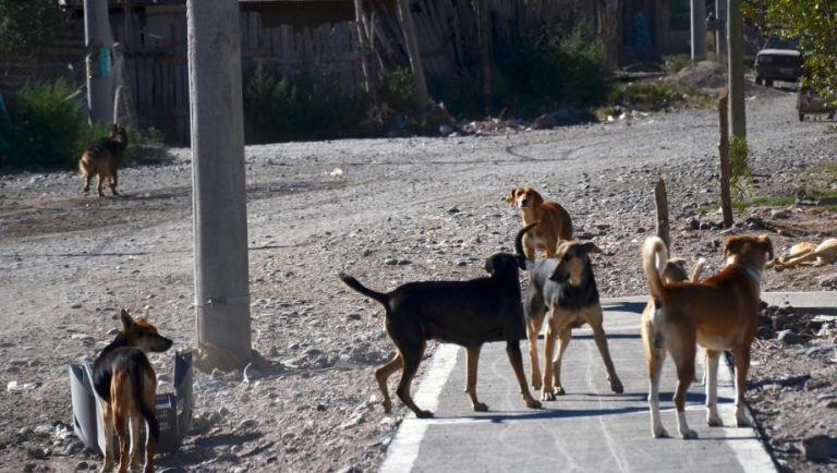 Perros de la calle. Imagen ilustrativa.