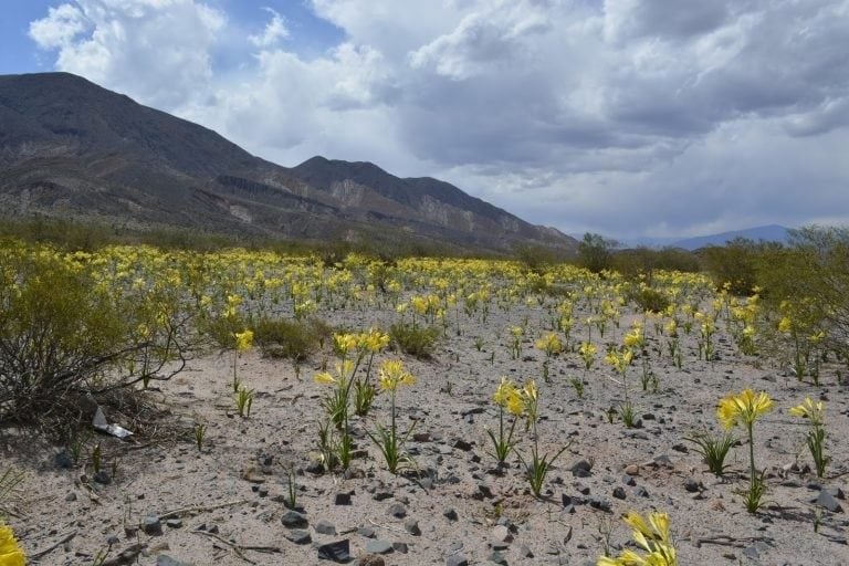 Amancay en flor. Parque Nacional Los Cardones