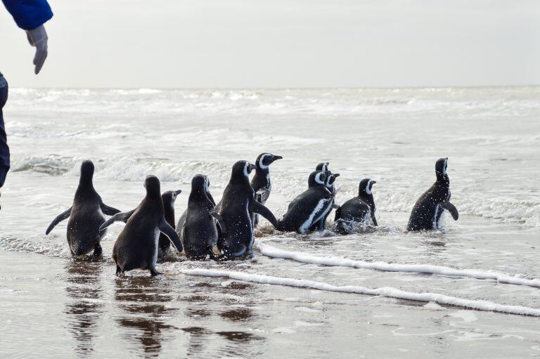 Así fue liberado Pijuí, el pingüino rescatado en una casa de Córdoba, en Santa Rosa de Calamuchita. (Fundación Mundo Marino)