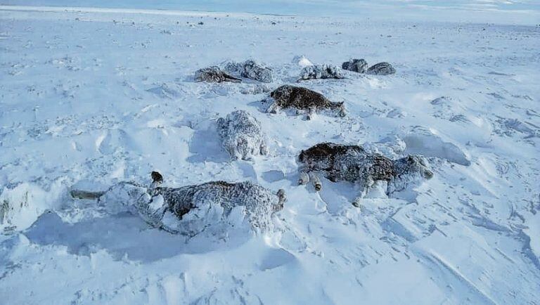 Preocupación por las fuertes nevadas en Río Negro (web).