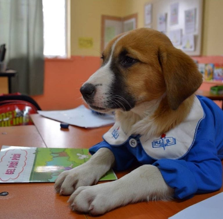 Findik asiste a clase con su uniforme (Twitter/@AnimalParaiso)