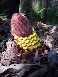 Flora autóctona de Misiones, la "flor de piedra" (Lophophytum leandri eichler) se exhibe en todo su esplendor.