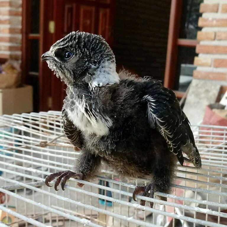 El día en que el vencejito llegó a las manos de Mariela.