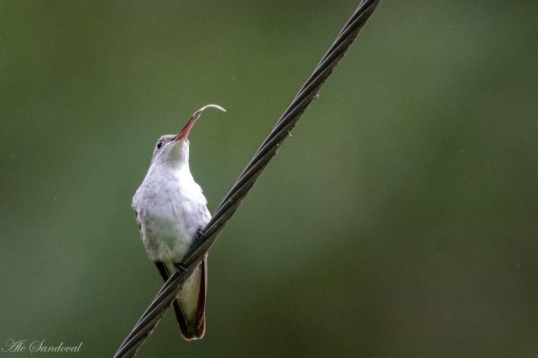 (Facebook Aves Salta Club de Observadores)