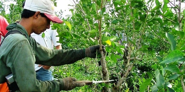 Tarefero en plena tarea. (MisionesOnline)