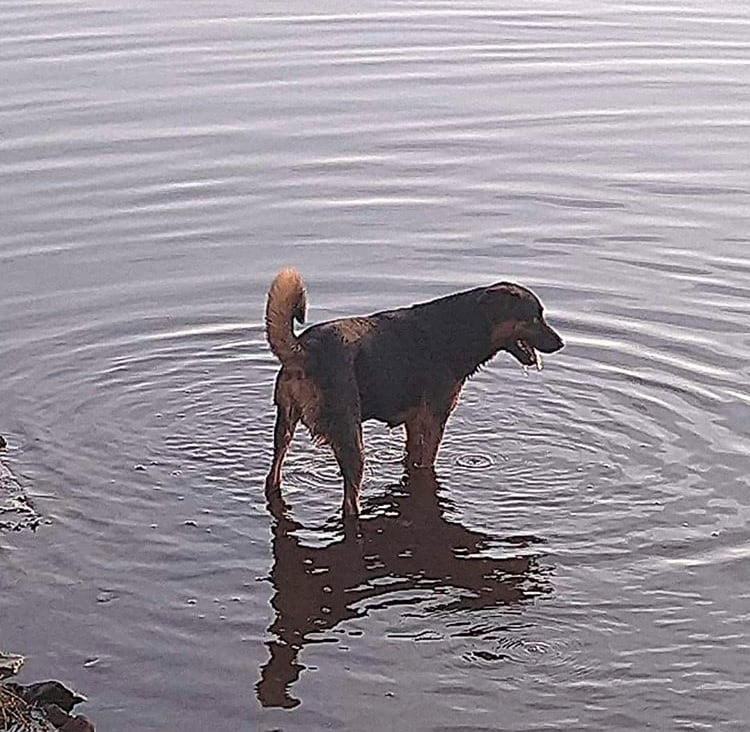 Negao, el perro rescatado de la anaconda.