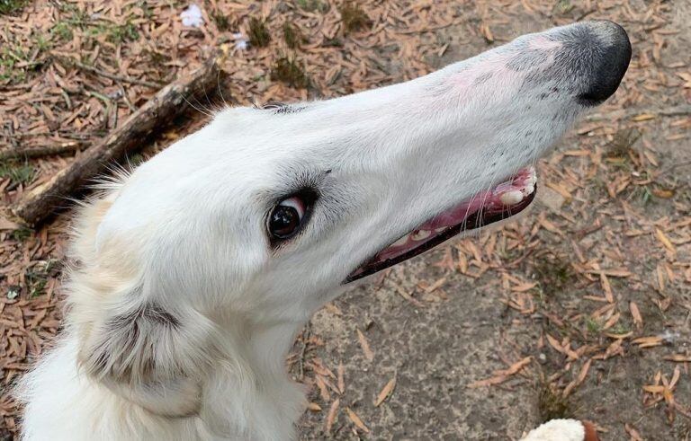 Eris, el perro con el hocico más largo del mundo.