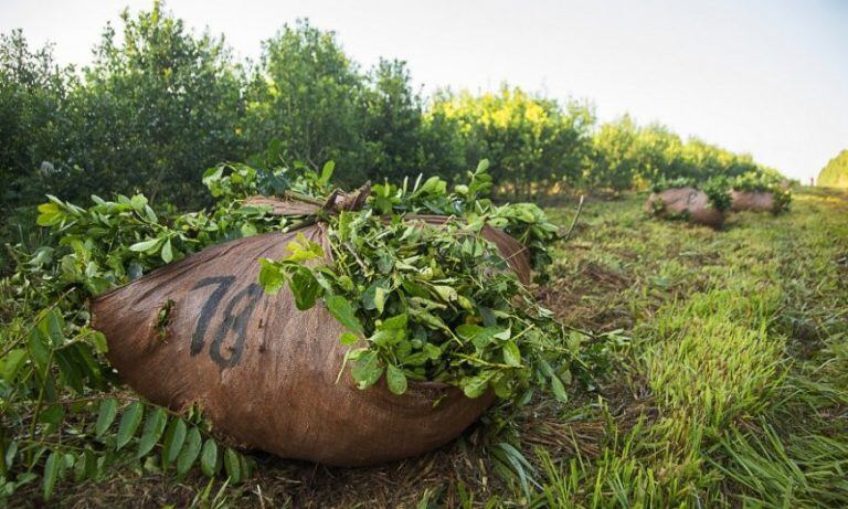 Yerba Mate en una ponchada. (Misiones)