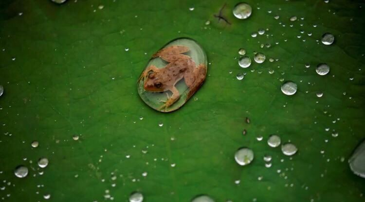 Un pequeño anfibio es parte de las mejores fotos del año.