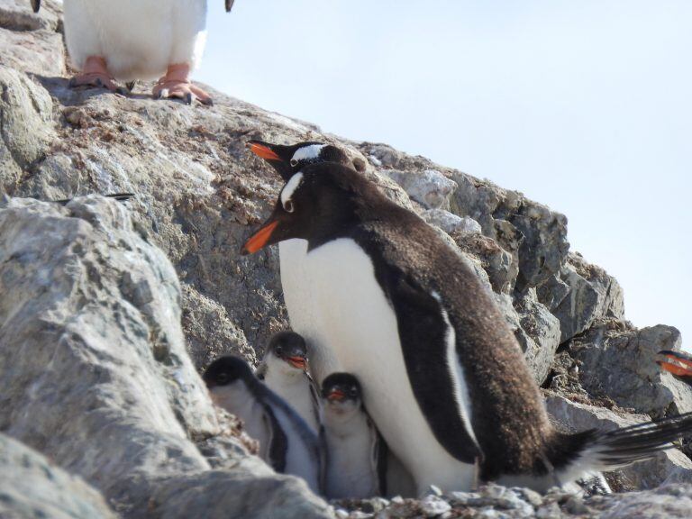 AME7818. BAHÍA PARAÍSO (ANTÁRTIDA), 15/01/2019.- Vista de pingüinos papúa hoy en Bahía Paraíso, considerado uno de los lugares más bellos de la Antártida. Las ochenta líderes científicas de la expedición Homeward Bound pusieron pie por fin en el continente antártico, donde conocieron un ambicioso proyecto de investigación de peces en la base argentina Brown, en Bahía Paraíso. EFE/ Claudia Kielkopf Ushuaia tierra del fuego  liderazgo de la mujer en asuntos de interes global como el cambio climatico barco expedicion de mujeres hacia la antartida mujeres en el viaje