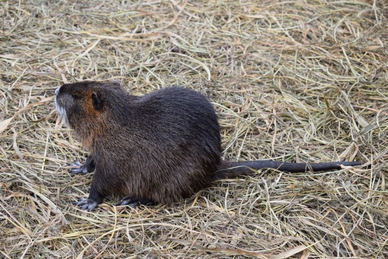 Nutria en Miramar de Ansenuza.