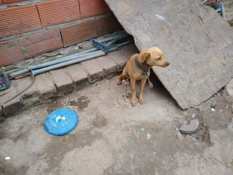 Perros rescatados de una vivienda de Provincias Unidas y Seguí. (@fabibergia)