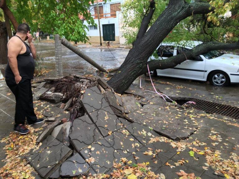 Tormenta árbol caído casa