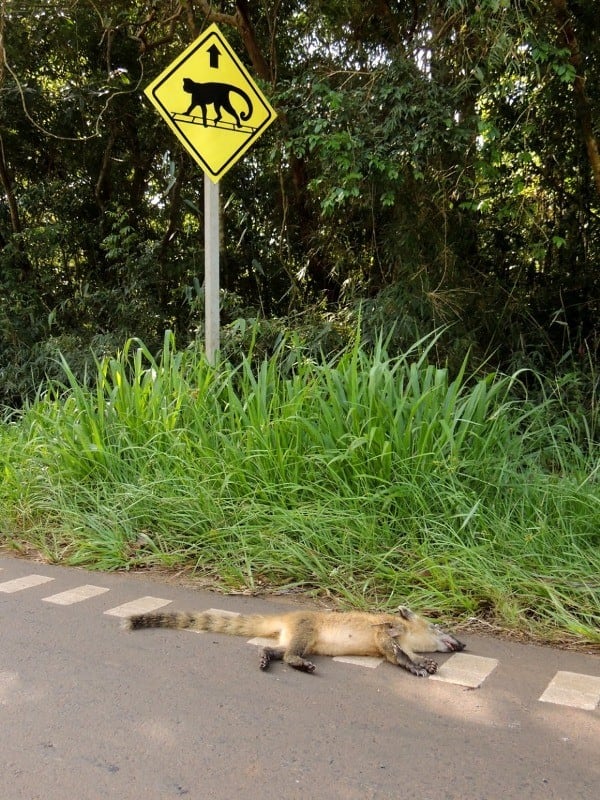 Coatí arrollado en el Parque Nacional Iguazú