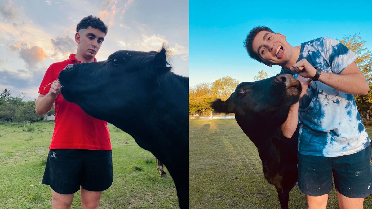 Clota, la vaca que fue rescatada en una ruta de Córdoba y ahora es furor en Tiktok