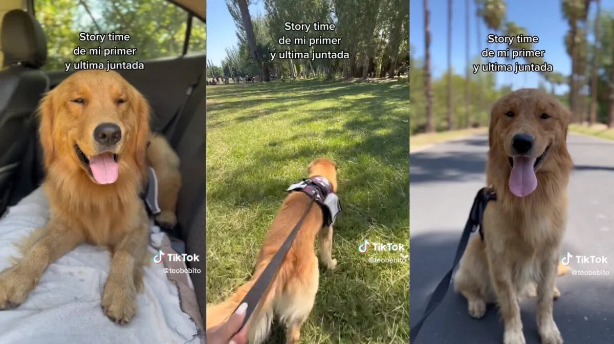 El divertido “relato” de un Golden mendocino que se volvió viral en Tik Tok: “Se picó la juntada”
