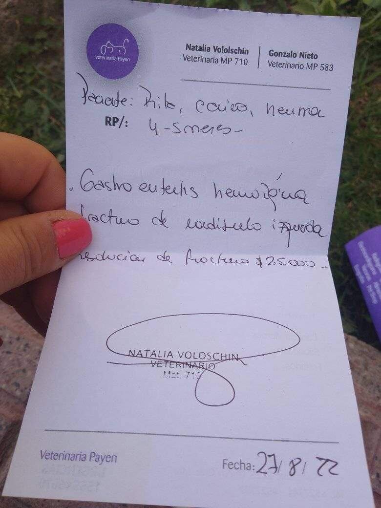 Una veterinaria de Mendoza pide colaboración para costear los gastos de cirugía e internación de una perra que fue atacada.