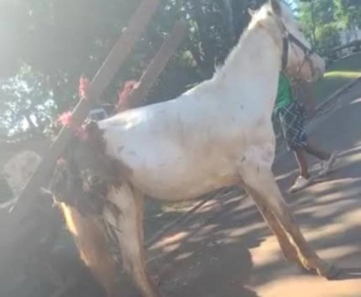 Candelaria: vecina filmó cuando un caballo era maltratado y lo denunció por redes sociales