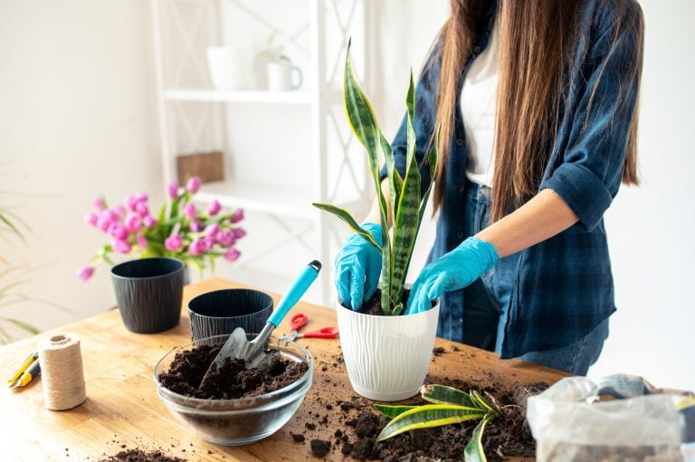 Hands of a gardener in gloves plant a houseplant in a pot with soil, plant with garden tools. Gardening or planting concept.