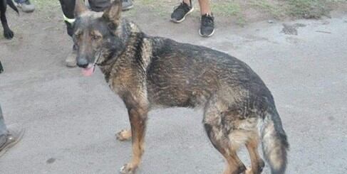 Ruca es la perra rescatista integrante de la ESCAM (Escuela de Entrenamiento Canino de Mendoza).