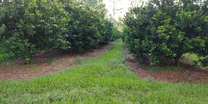 Plantación de mandarinas en Misiones