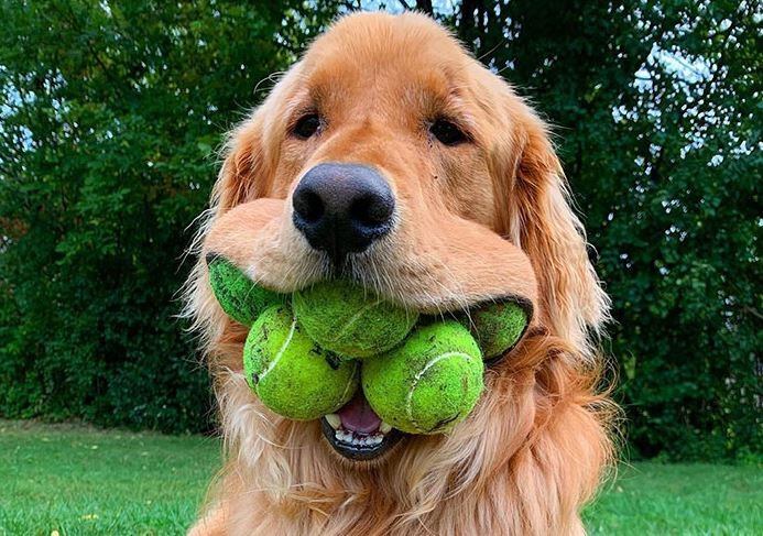 El golden que batió el récord de pelotas de tenis en la boca.