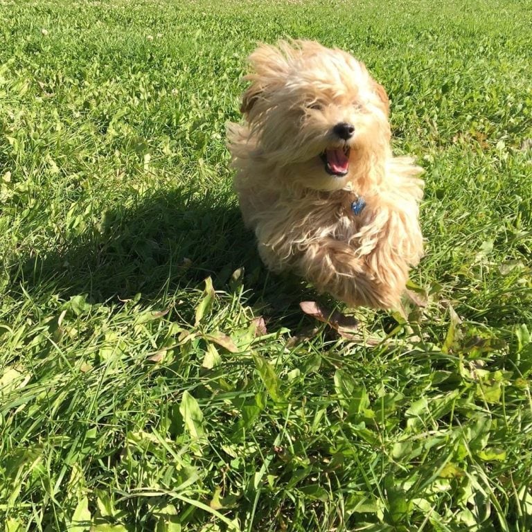 (Instagram/@ducky_the_maltipoo)