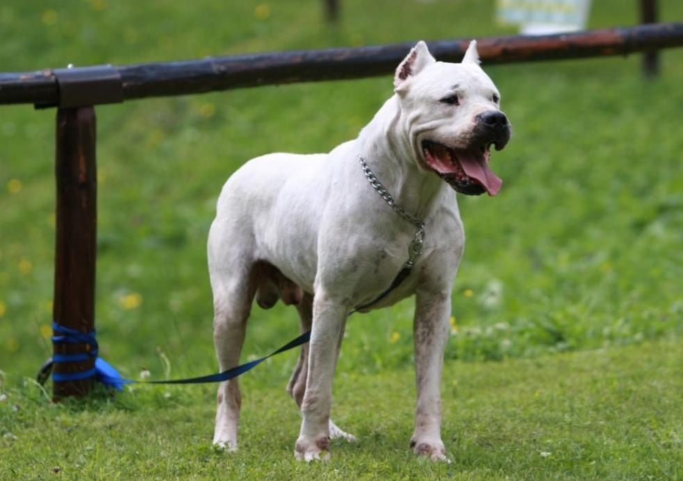 El Dogo argentino.