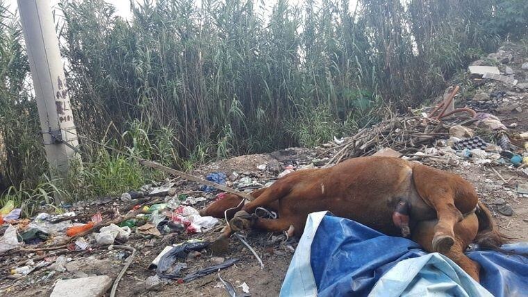 El animal fue hallado en la zona de Uriburu y Las Palmeras. (Archivo)