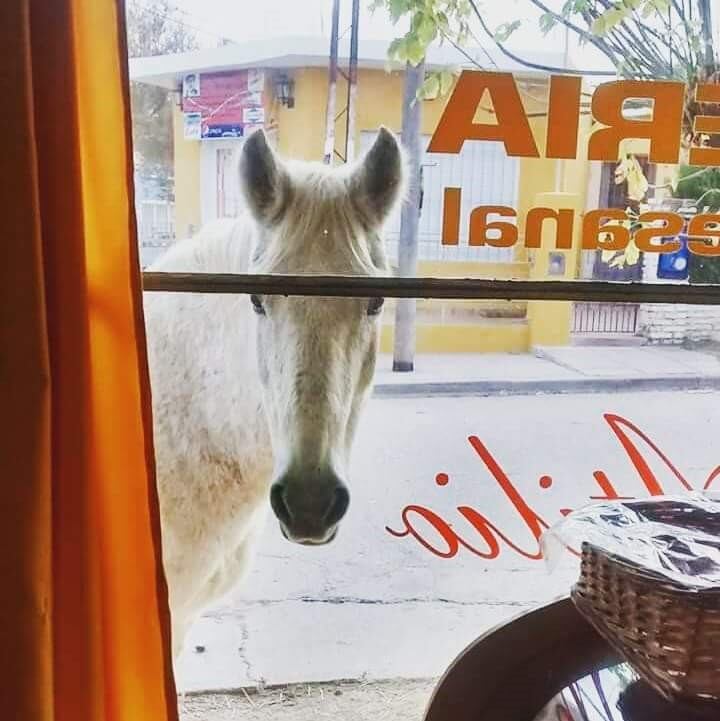 Bizcochito o Criollito, así llaman a la yegua más famosa de Capilla del Monte.