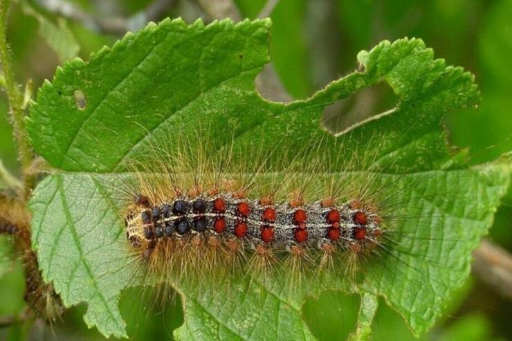 Polilla gitana en fase oruga.