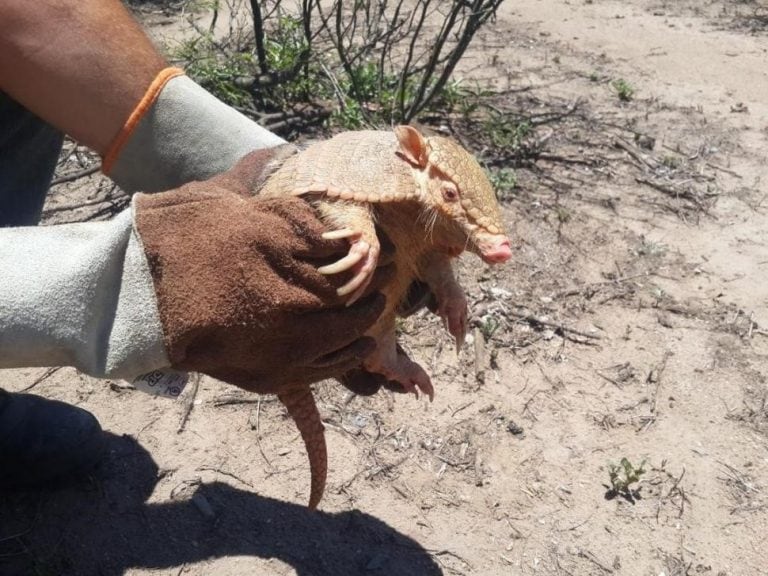 Rescataron y liberaron 25 quirquinchos en Salta