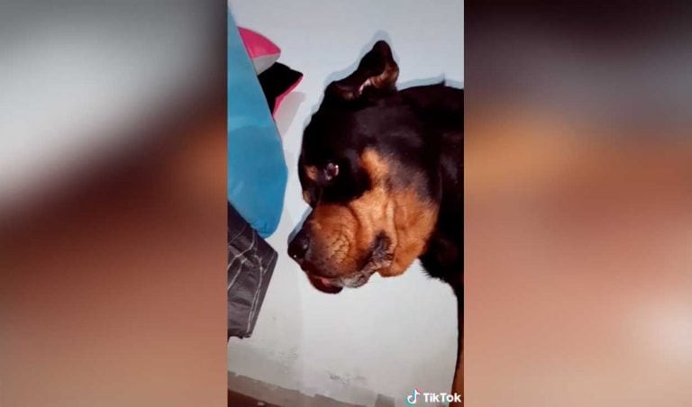 Gracioso pedido de ayuda de un perro para recuperar su juguete perdido (Web)