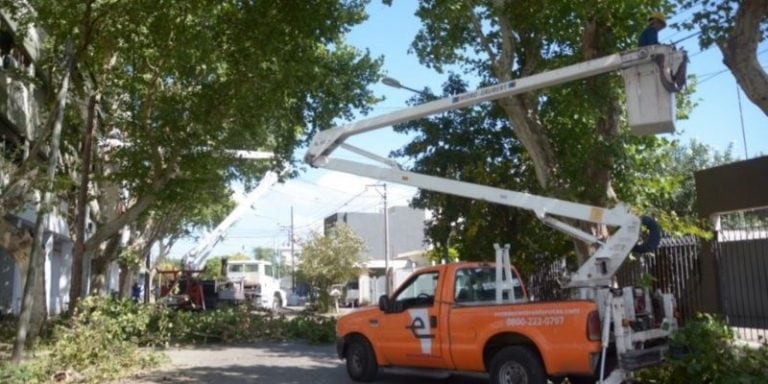 Buscan ahuyentar a los tordos que se posan sobre los árboles durante la tarde y la noche, y ensucian el asfalto y las veredas.