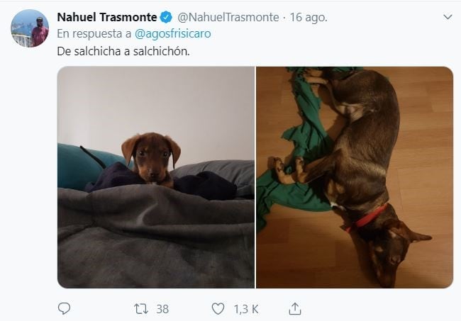 El hilo sobre perritos que iban a ser de raza, pero no. (Foto: captura Twitter)