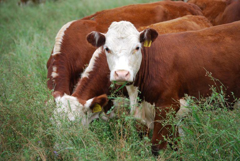 Vacas en Río Negro (Foto: Río Negro).