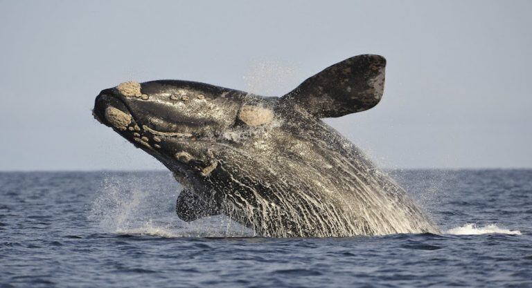 Ballena Madryn.