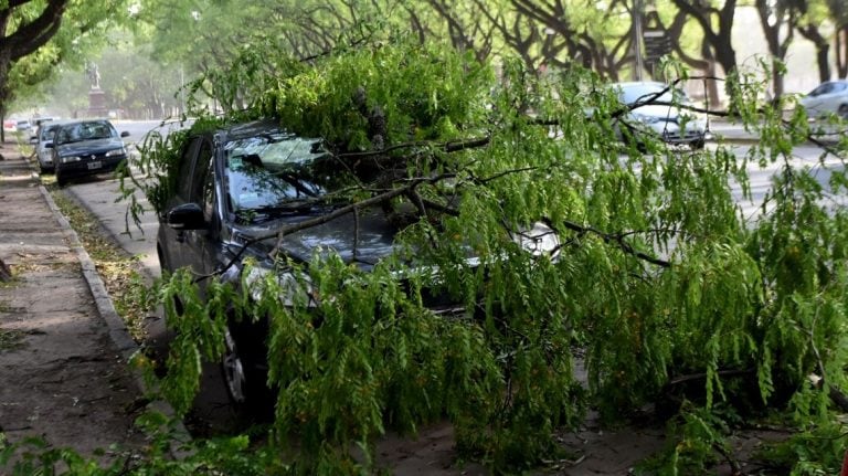 ¿Por qué caen tantos árboles durante las tormentas en Rosario?