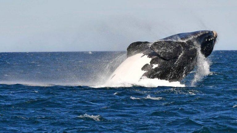 Ballenas en Chubut.