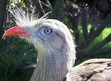 Chuña de patas rojas con el esplendor de su plumaje. (Aves Argentinas)