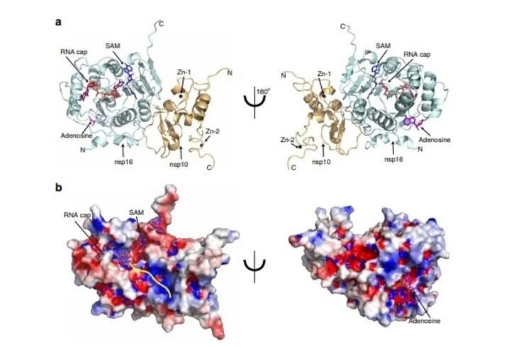 Descubren cómo se camufla el coronavirus (UT Health San Antonio/Clarín)