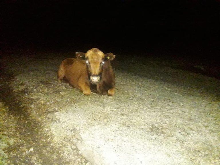 Los animales de la región en medio de la incipiente nevada. (Foto: Geo Clima Traslasierra).